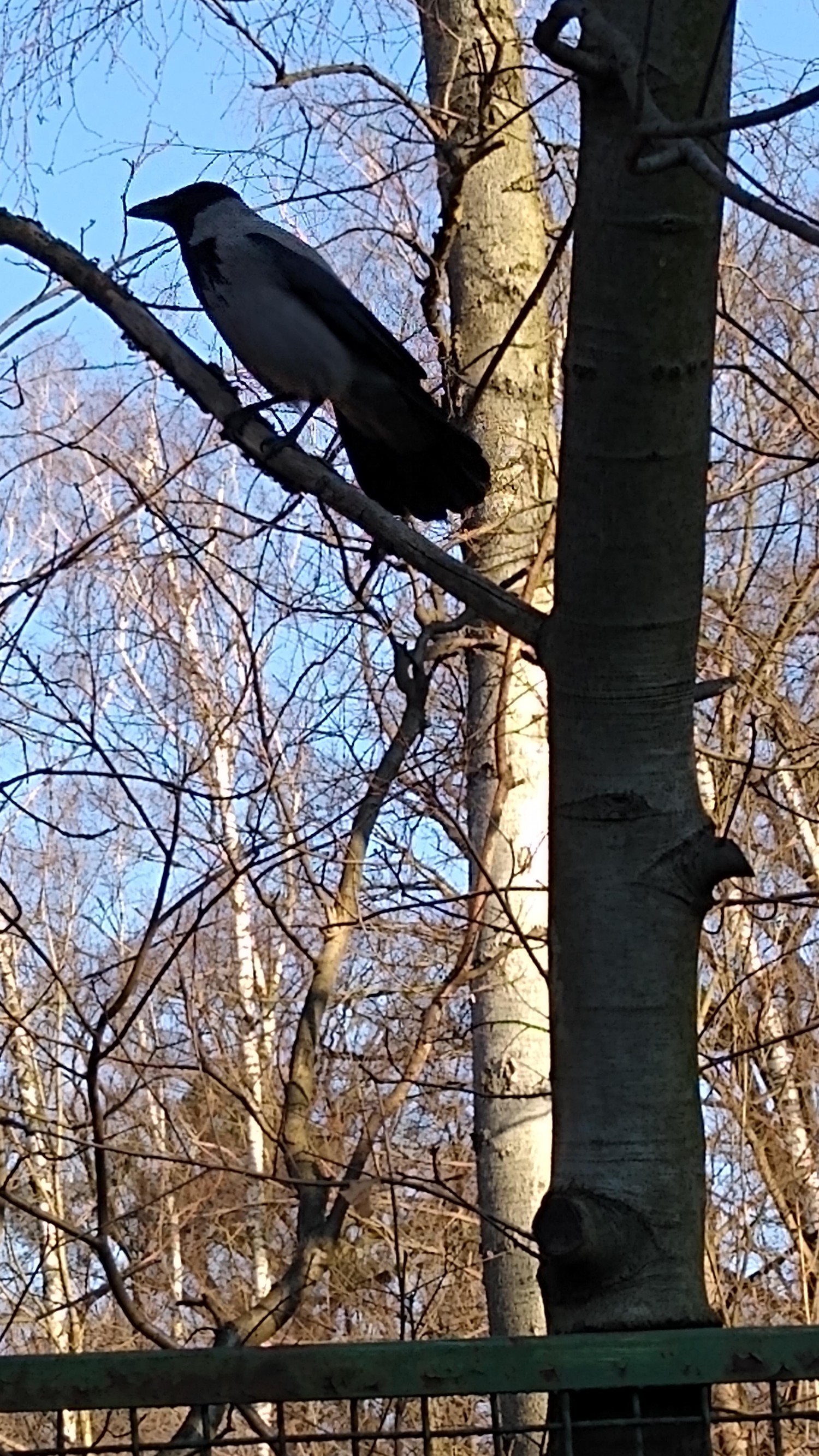 livebirdspoland_f5df5d8078f246196caf1e51f2eb505a.jpg