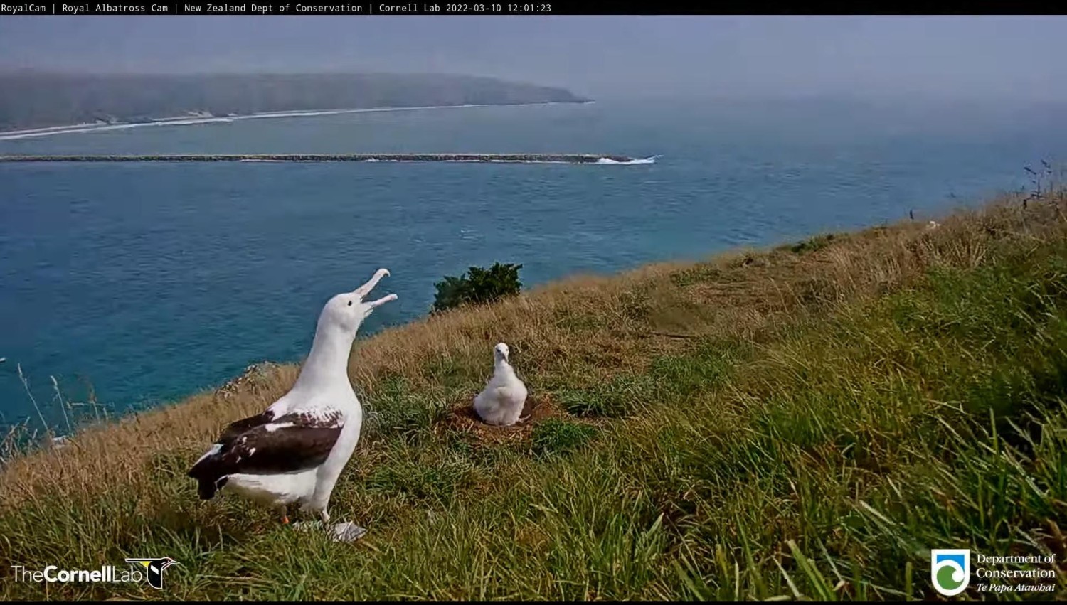 livebirdspoland_84d1defdc83af9bfa801ee1b939e769f.jpg