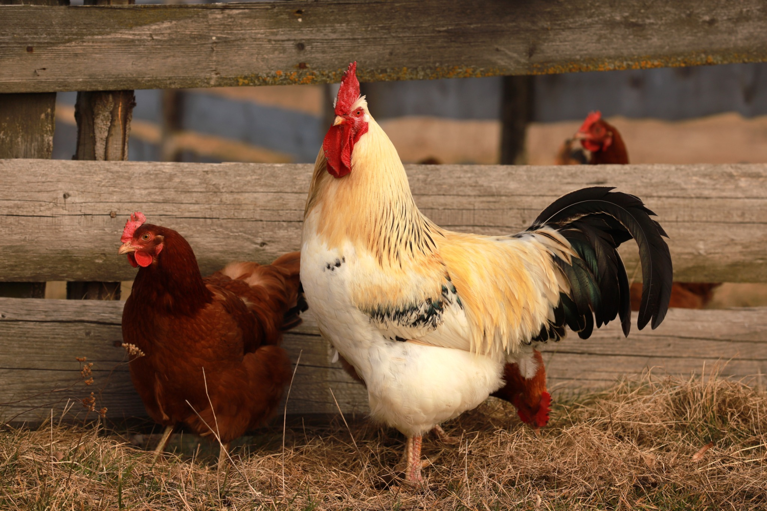 livebirdspoland_875b9a9ddd03649f0b2bb6ef30553a52.png