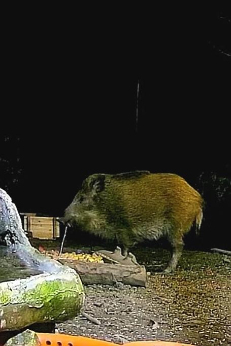 livebirdspoland_5e4b812078cb591f641e82c733f49a49.jpg