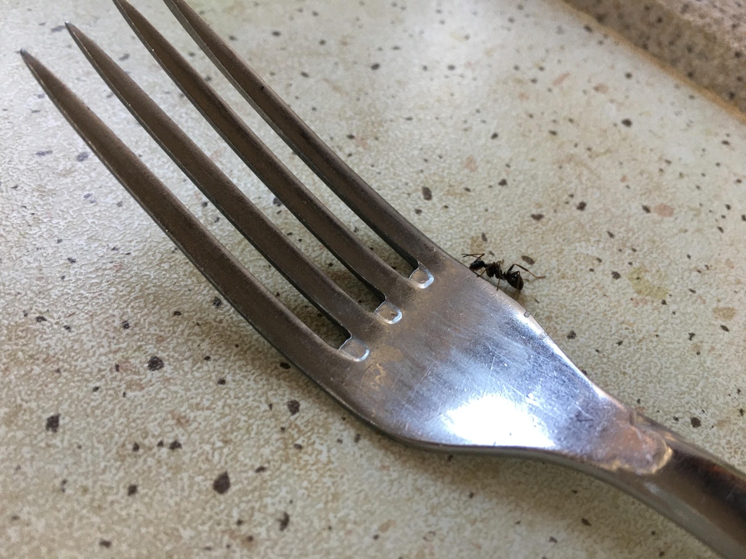 livebirdspoland_bdb973f253be79e116663810117d22d6.jpg
