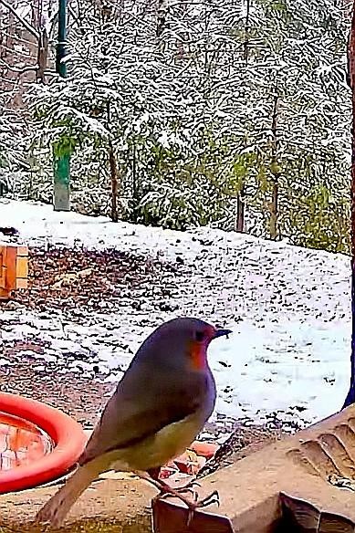 livebirdspoland_1a261438b7aab9154e1737cab8a6549f.jpg