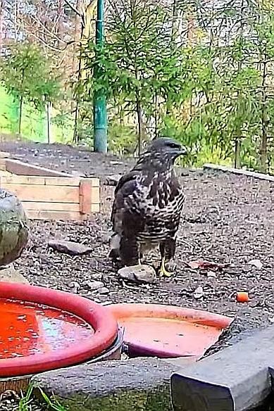 livebirdspoland_51ff797af1e2936c4475ef087ebbc4b1.jpg
