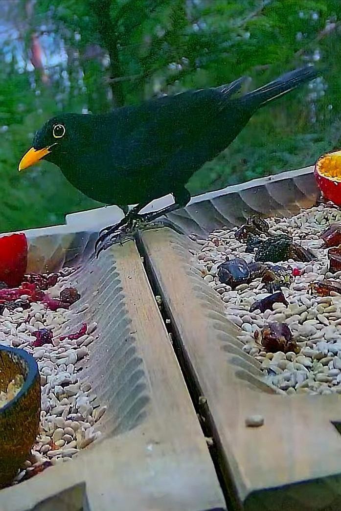 livebirdspoland_9dea6c046c9155fc75214729b679940a.jpg