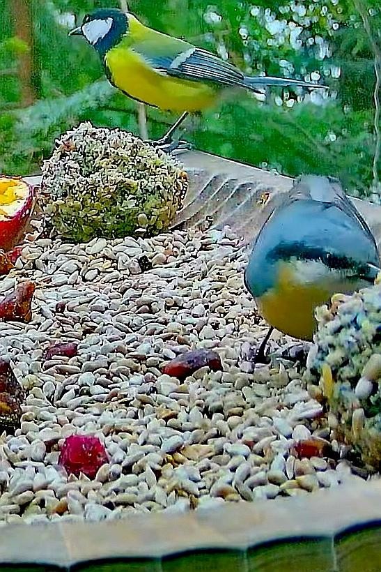 livebirdspoland_d20f559d1fd2354287fd2e4dd5a9029f.jpg