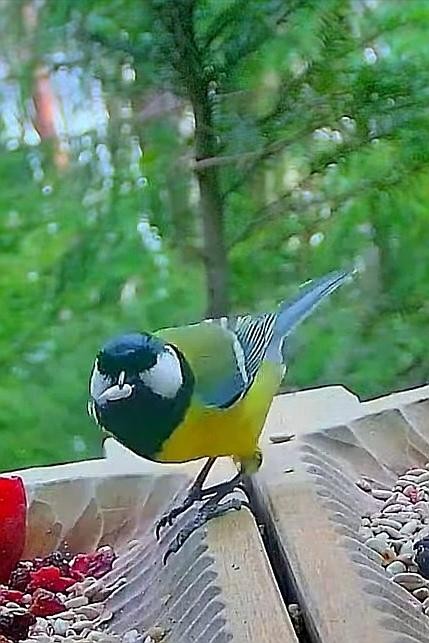 livebirdspoland_0bfad617585c94f9c2f293443d202498.jpg