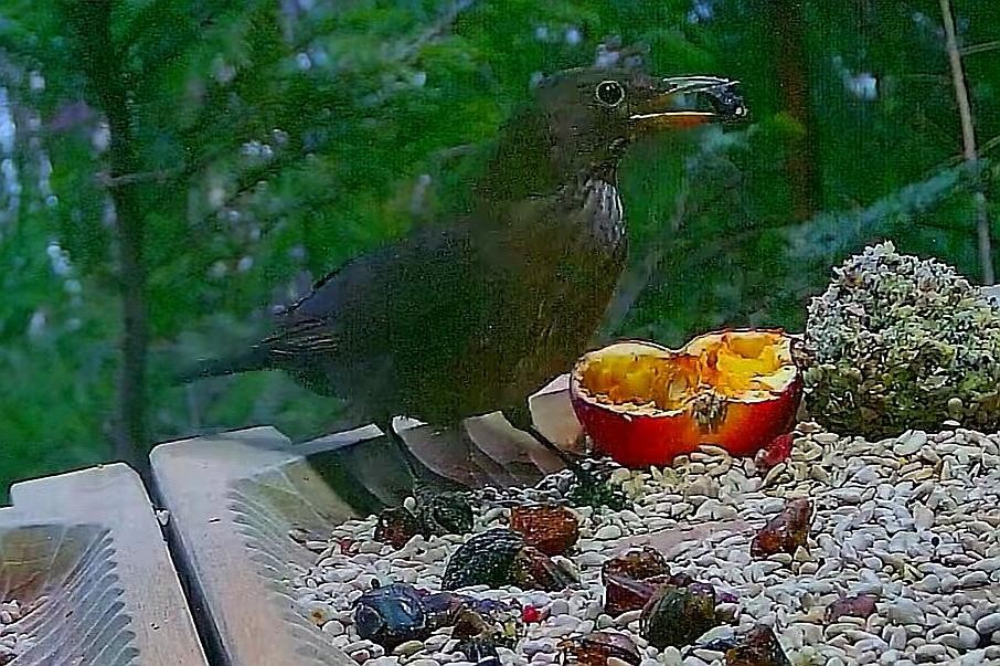 livebirdspoland_caf3e1cf3e45ecb2a0ec778442d82c7e.jpg