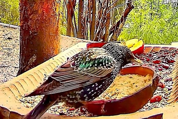 livebirdspoland_0ee81d251bb0b30514bbadeea0654e2f.jpg