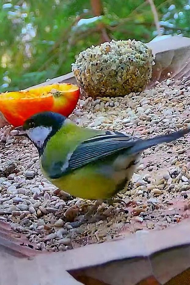 livebirdspoland_ac35142364d74494a0cb348931cbae05.jpg