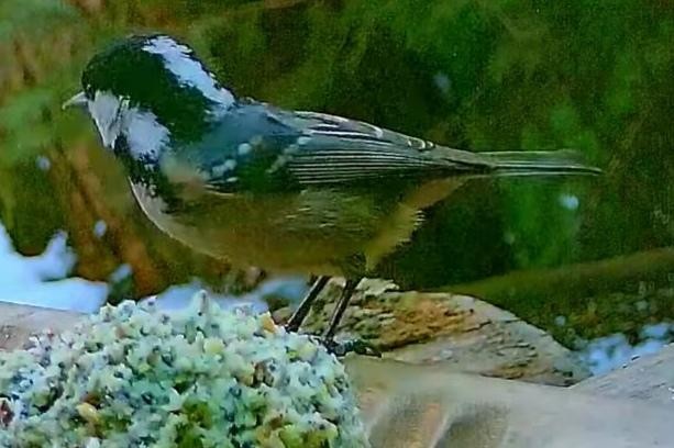 livebirdspoland_b5981622da37d4a351fe02252d28f1f7.jpg