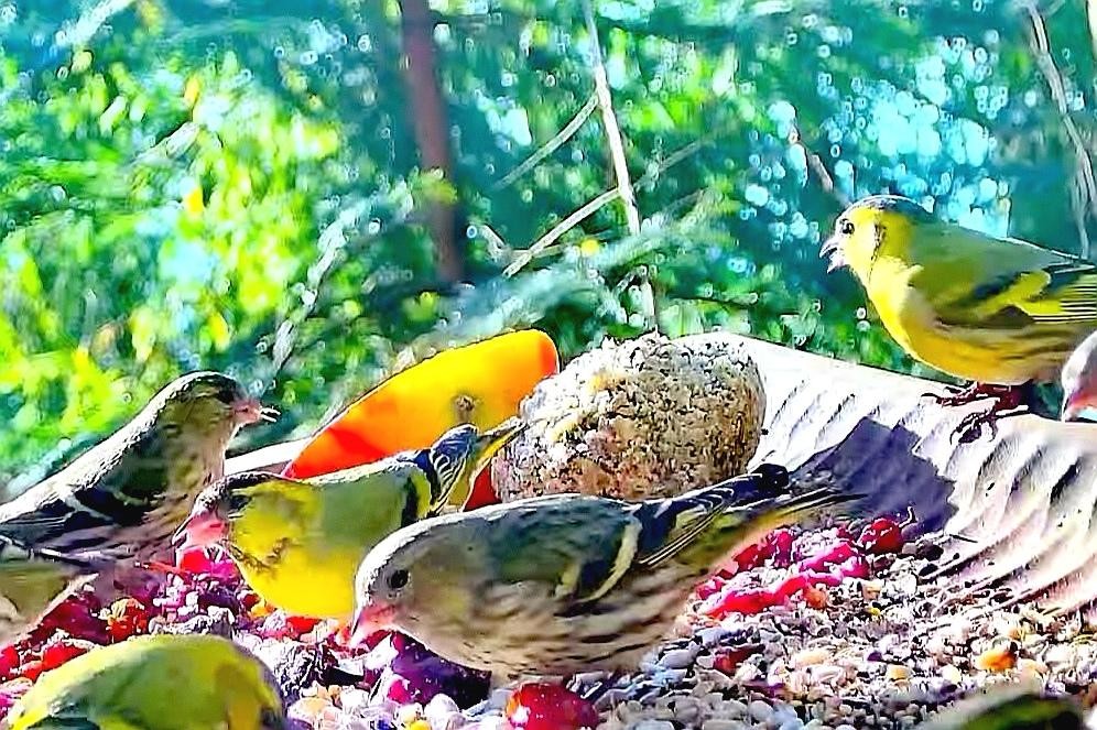 livebirdspoland_d30268109f7cd817ed92d774b5e64c4a.jpg