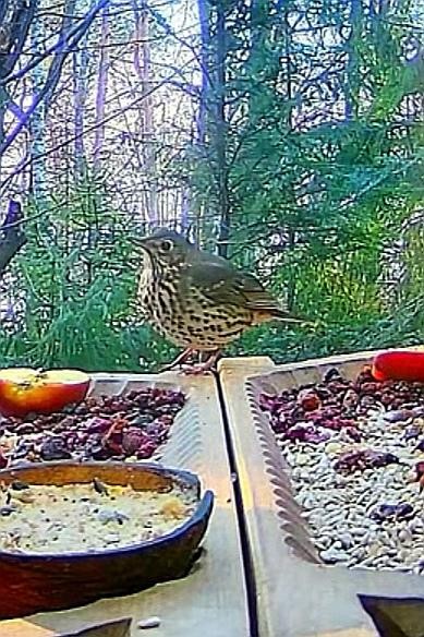 livebirdspoland_3550b5dc1c23e308c7ff7f5f52f51486.jpg