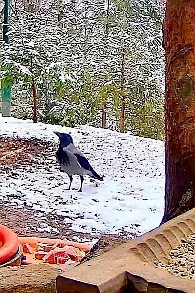 livebirdspoland_9adaf725e1a6d67c269edf2224202166.jpg