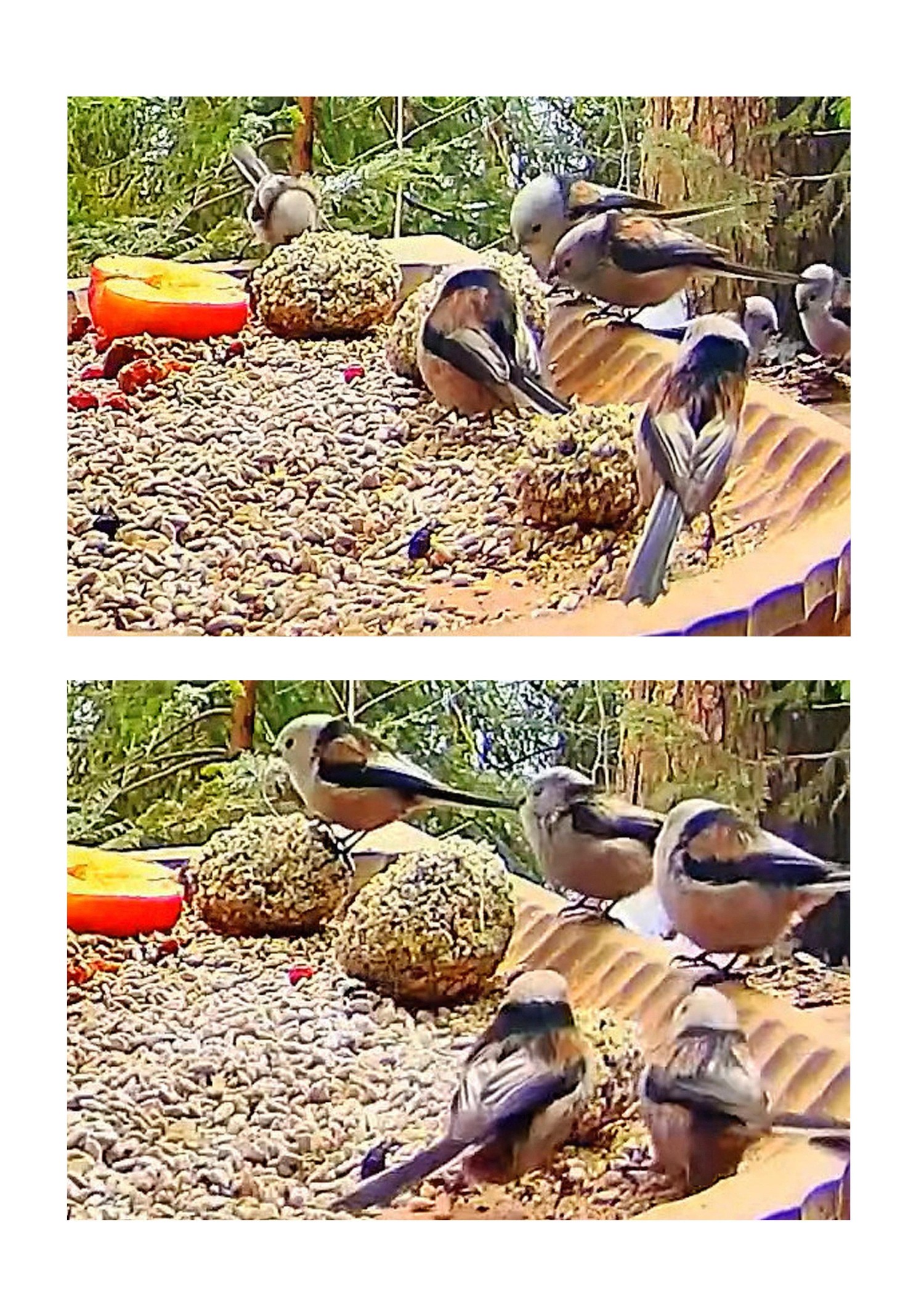 livebirdspoland_d762b2990187227682214c6c2d052dc1.jpg