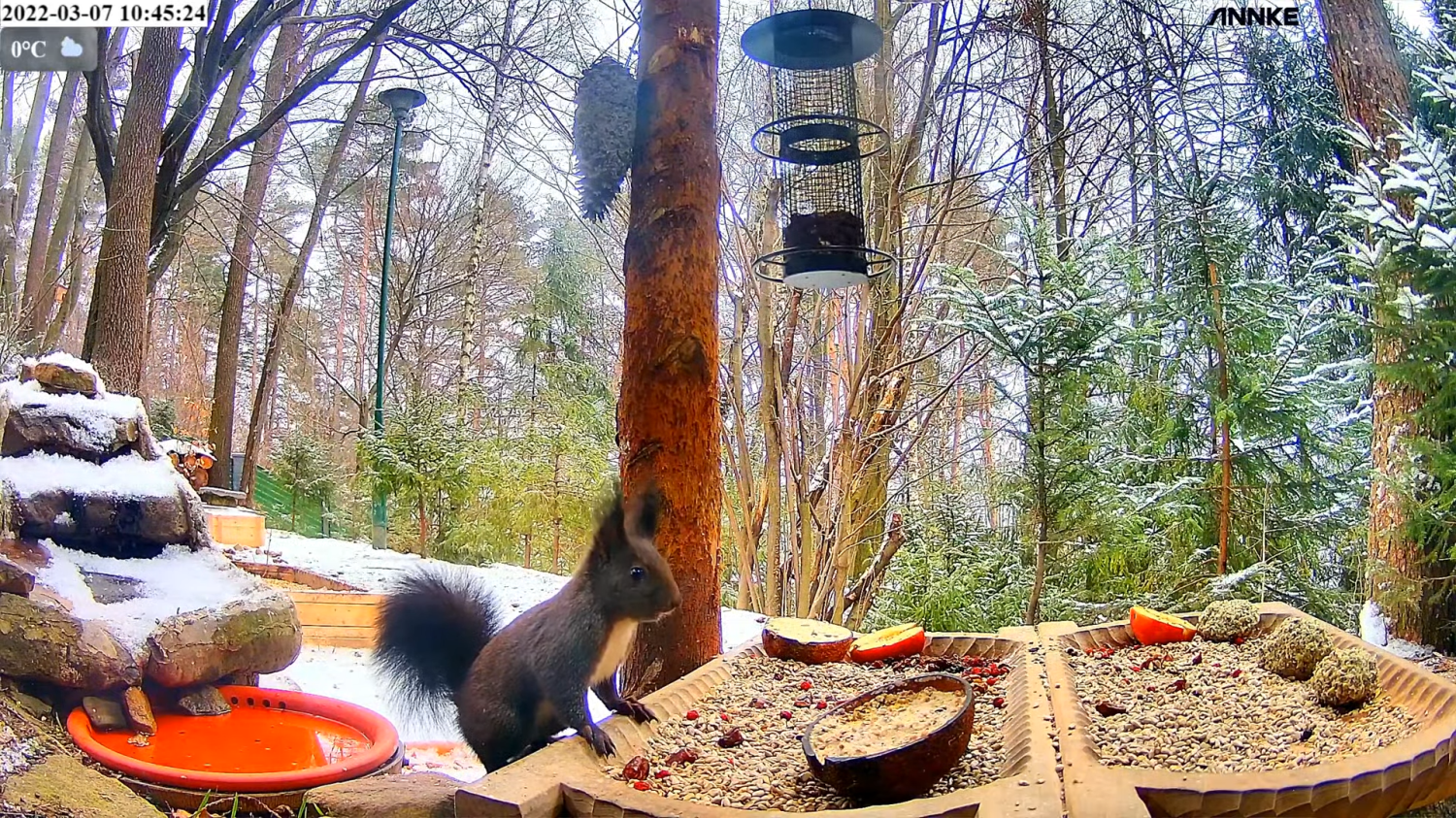 livebirdspoland_989e8d7941d5d21f39b9eebf688c53f1.png