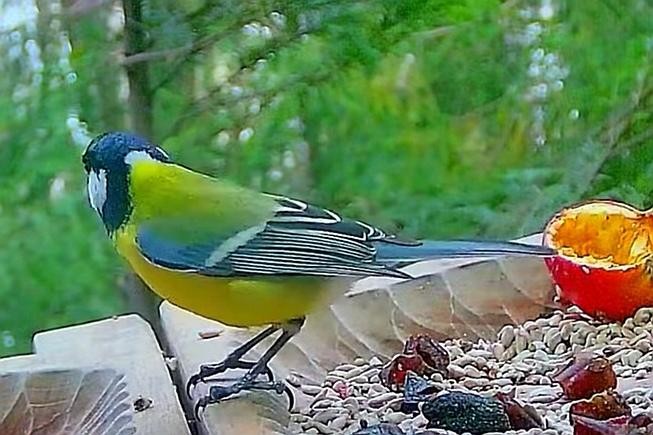 livebirdspoland_4abd3d17ab89298ef6abbc28f8dc64aa.jpg