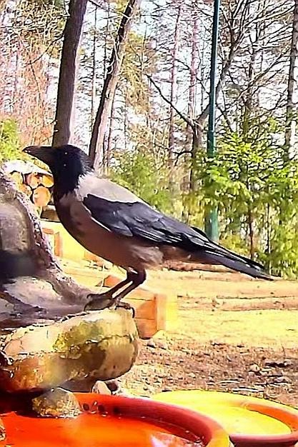 livebirdspoland_6de24112e47d34d9434e85014cdee7c8.jpg