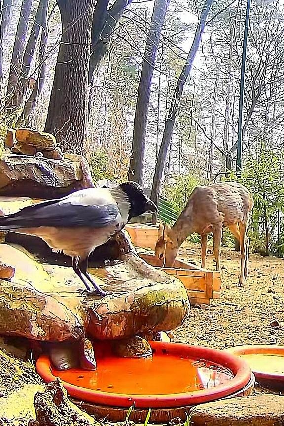 livebirdspoland_8c1b22269dc79a1cc99c6402cec2356b.jpg