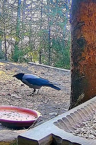 livebirdspoland_c8703cc20b7895dd46ad24702a47e985.jpg