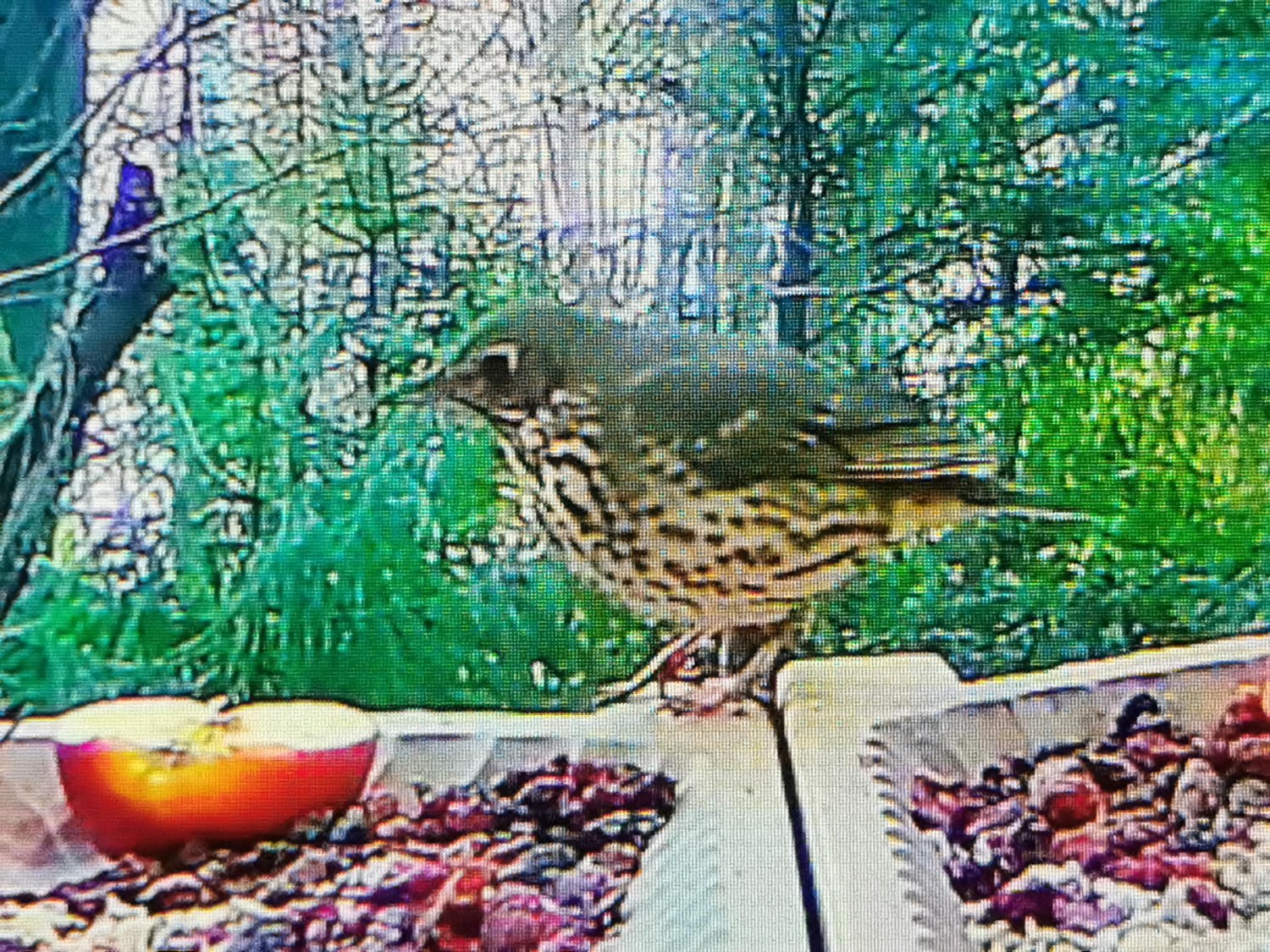 livebirdspoland_05e055109327957692f0ddcdb2c035c6.jpg