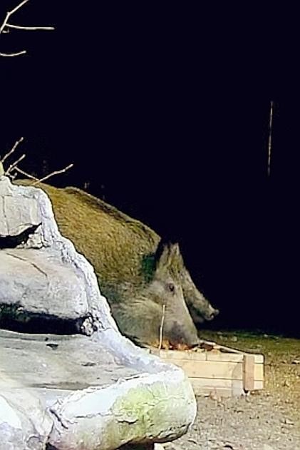 livebirdspoland_9a9d2cd60708622e4a300ef093bfce71.jpg