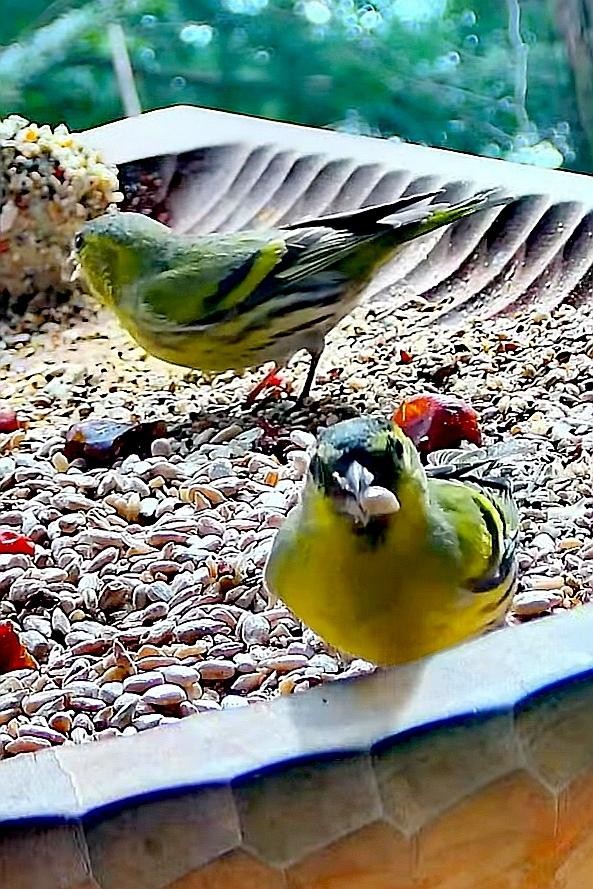 livebirdspoland_8463a6de80bfe6c3c6da1603df19506f.jpg