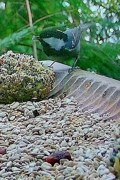 livebirdspoland_9b38a1ccedc9951ead469a15173231ae.jpg
