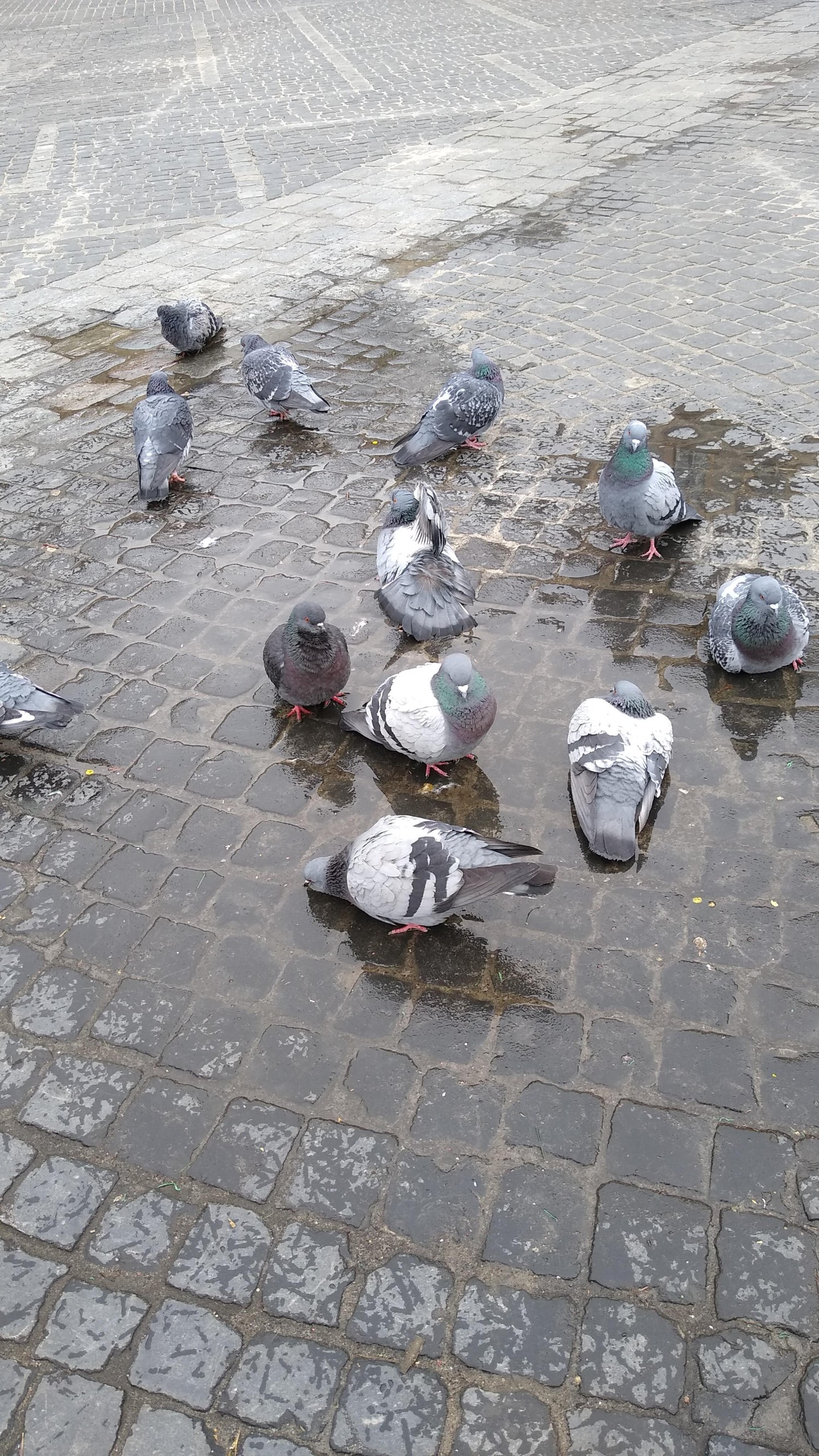 livebirdspoland_31bc7766e3ae5cd9c2ea38015b0fbc3e.jpg