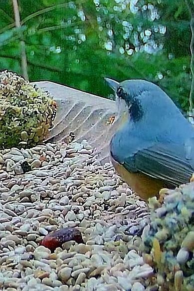 livebirdspoland_65060c250b658211acc7e9de535b6f3d.jpg