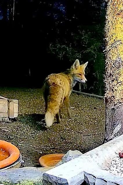 livebirdspoland_4127feed669670a6b70d9422373c0886.jpg