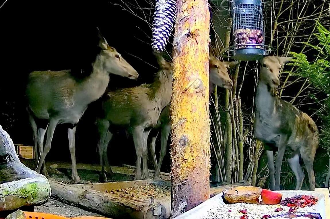 livebirdspoland_5f291dc2c9f976ca95ac7d6131a8b5fd.jpg