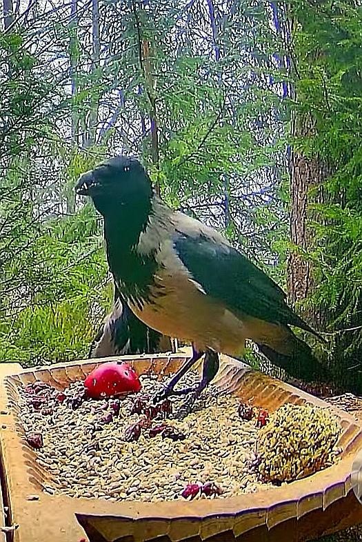 livebirdspoland_84ae5f1f058df79f27bc4b1233d9bb4b.jpg