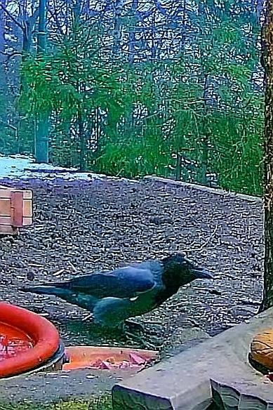 livebirdspoland_1ee2ccf691932deae4832dc6accab7db.jpg
