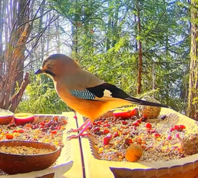 livebirdspoland_147f0a8d4d1d42e44a6ffa32723d8bfc.png