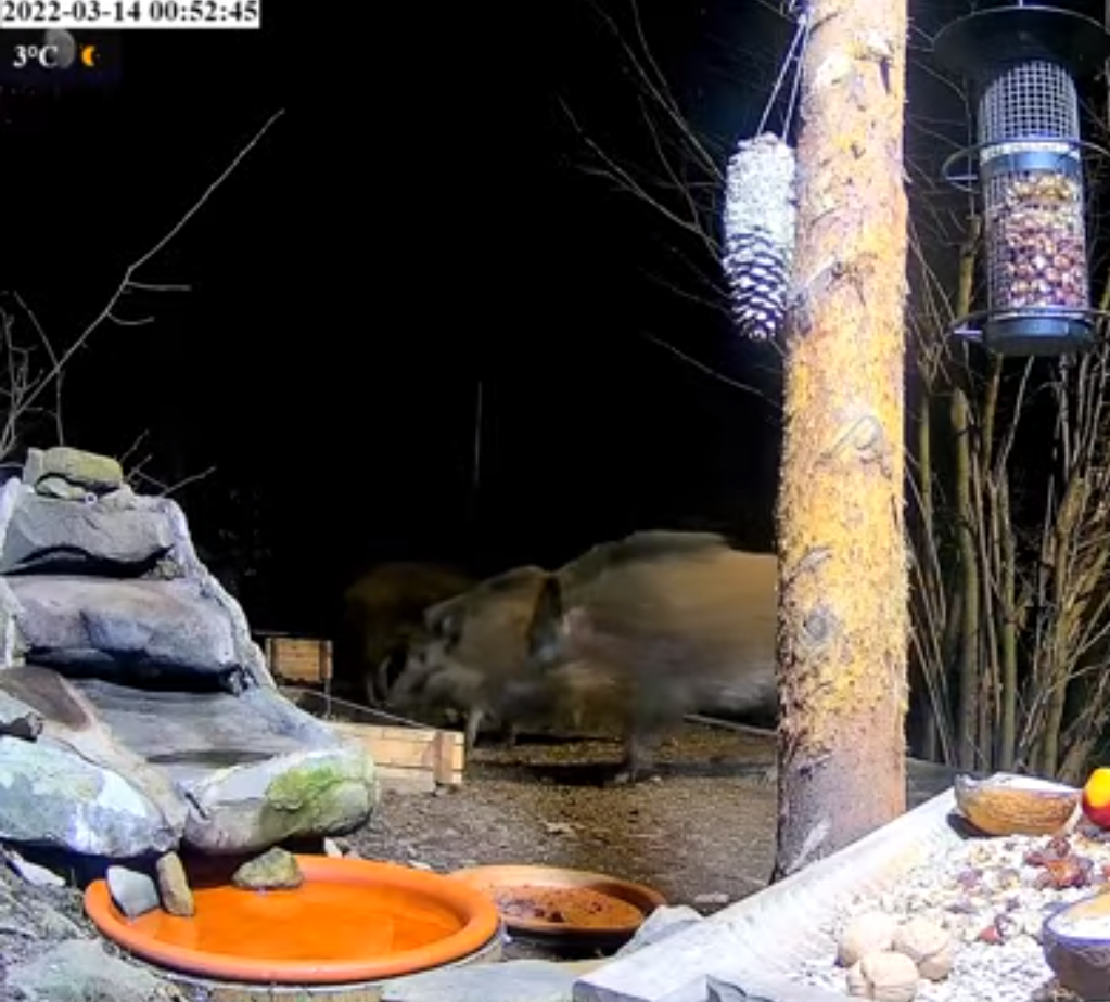 livebirdspoland_18bd5cef66a5f8dec57c50276534dba9.png