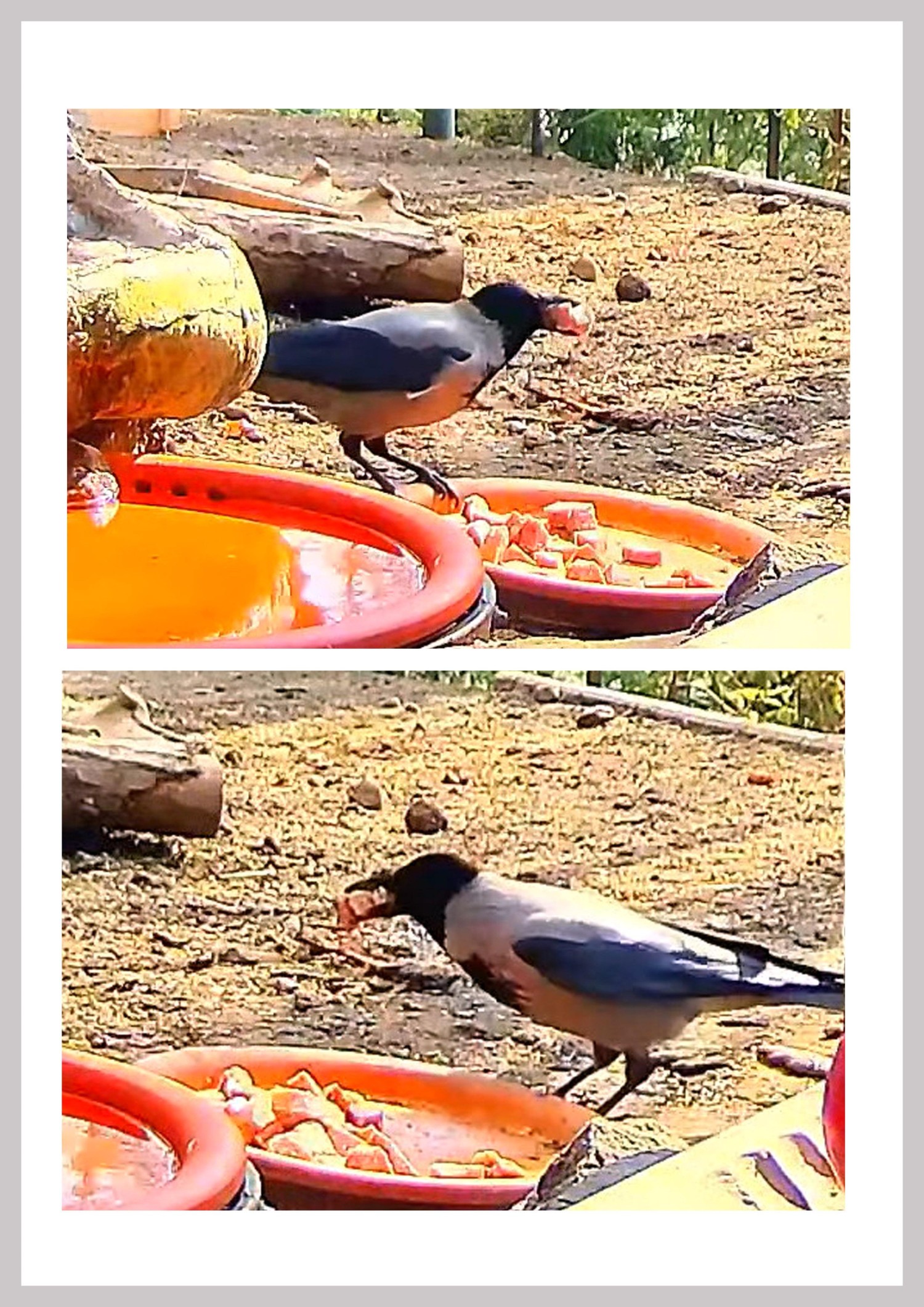 livebirdspoland_f76dd14239810bc69aaf974eb0b80308.jpg