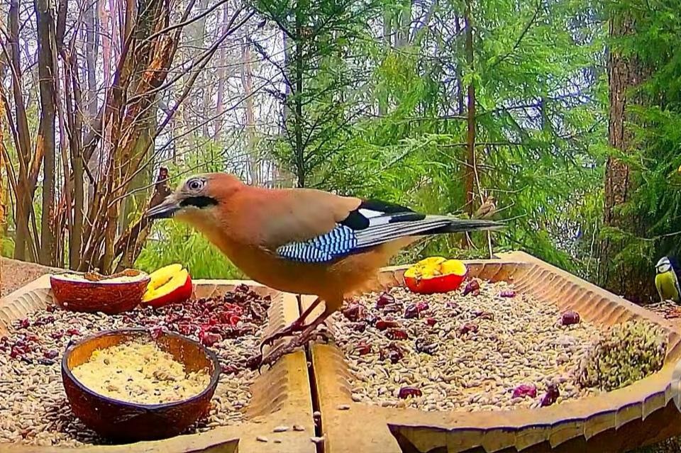 livebirdspoland_8bae7b4723190b257cc4392570921d2e.jpg