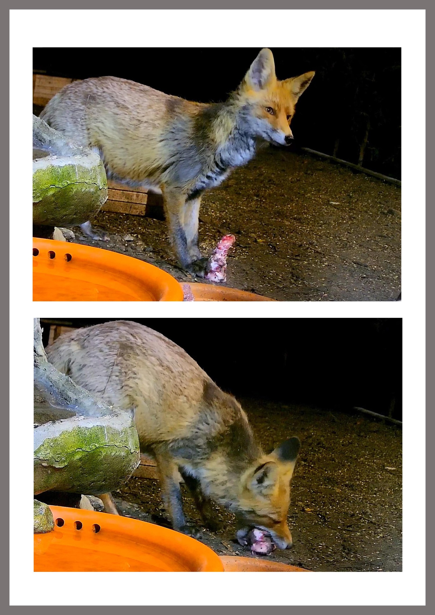 livebirdspoland_4d75b3302ea5f478dbd57150b75d6fd0.jpg