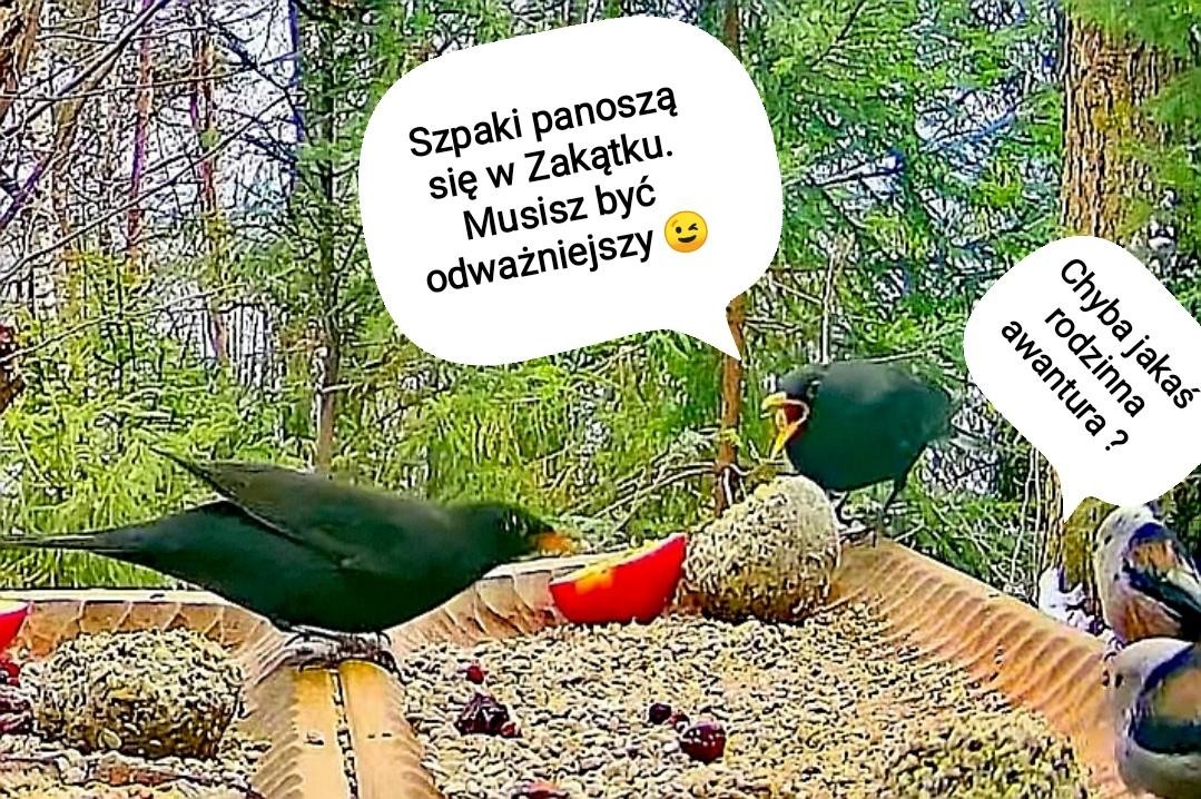 livebirdspoland_e76498d7fc0f35f78644f13d59292dd8.jpg