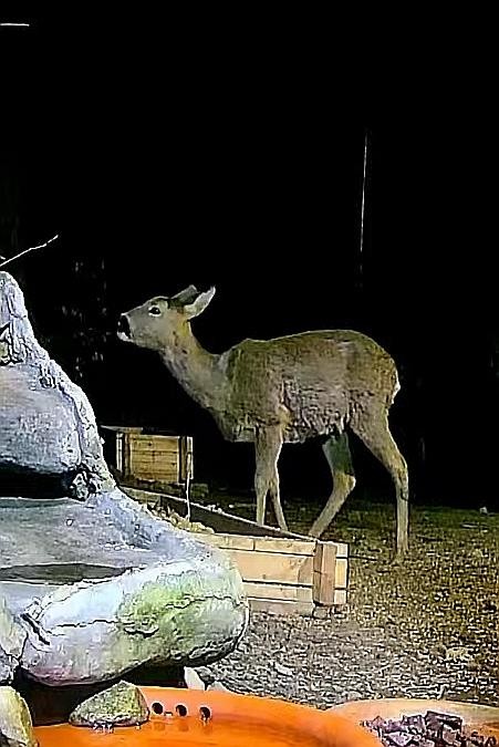 livebirdspoland_716098d434f2bbd44d7ec7692a410336.jpg