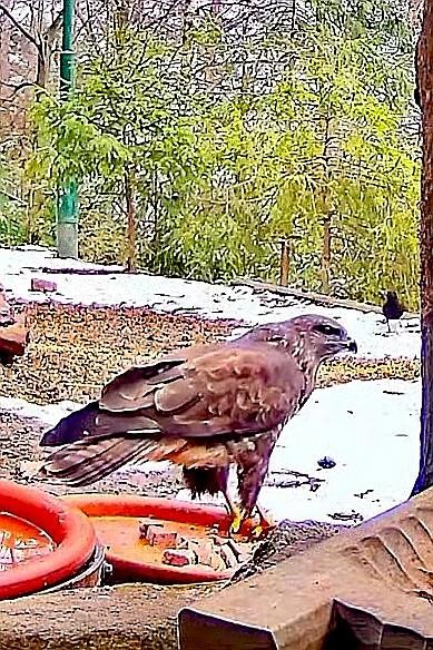 livebirdspoland_f99b587a0c3fabbb9f203a3bfa4393ee.jpg