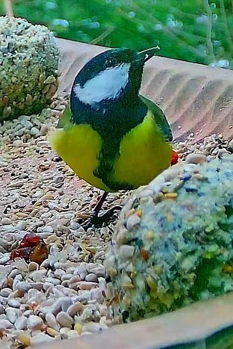livebirdspoland_02e5fd2f352d2c32d4787b0065201725.jpg