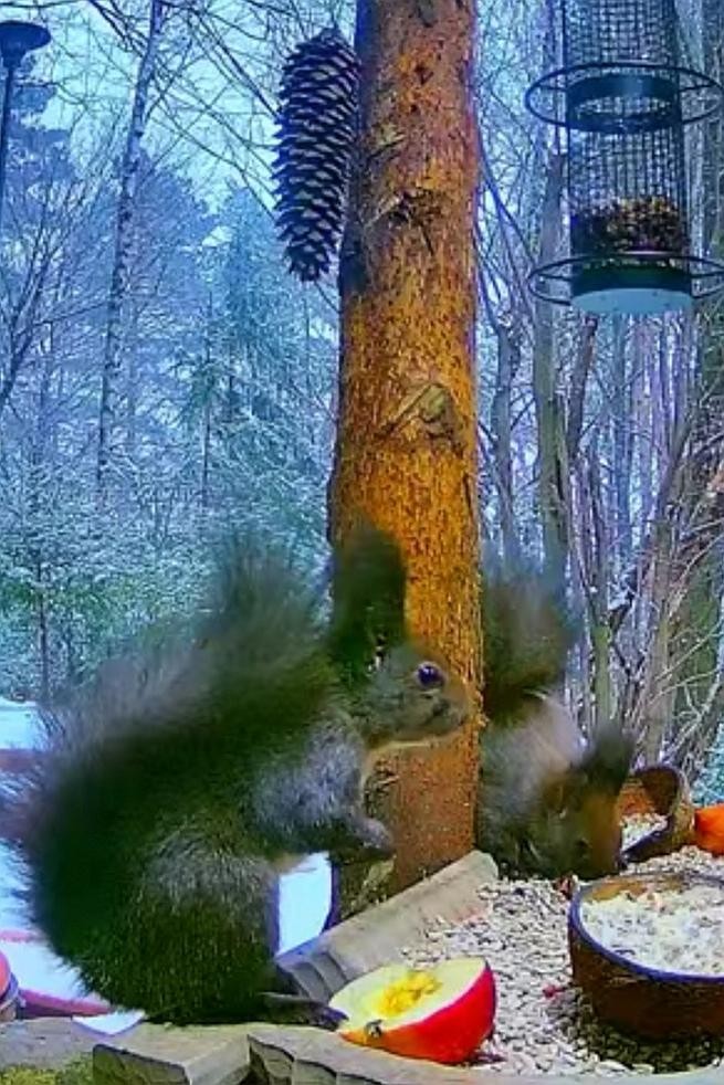 livebirdspoland_6658ec1045949ed7312b07da4df899ac.jpg