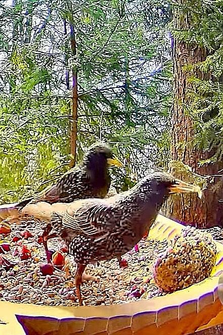 livebirdspoland_93d1e5ceb96a5502b34e23f5476a7bf6.jpg