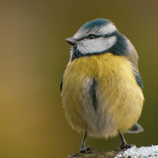 livebirdspoland_de4b6814b70de0b0ca0b49473be25294.png
