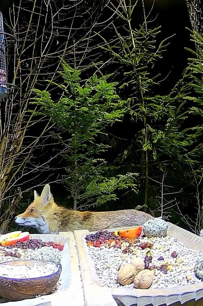 livebirdspoland_04e7c16ecfdbc0143bc38b97b25ca0dc.jpg