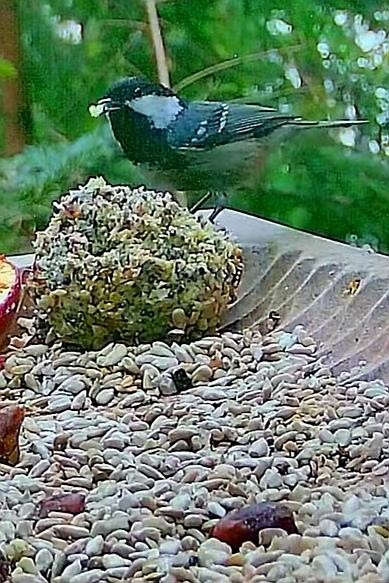 livebirdspoland_ccee383cc4c22d86bdb8dd985434dc2d.jpg