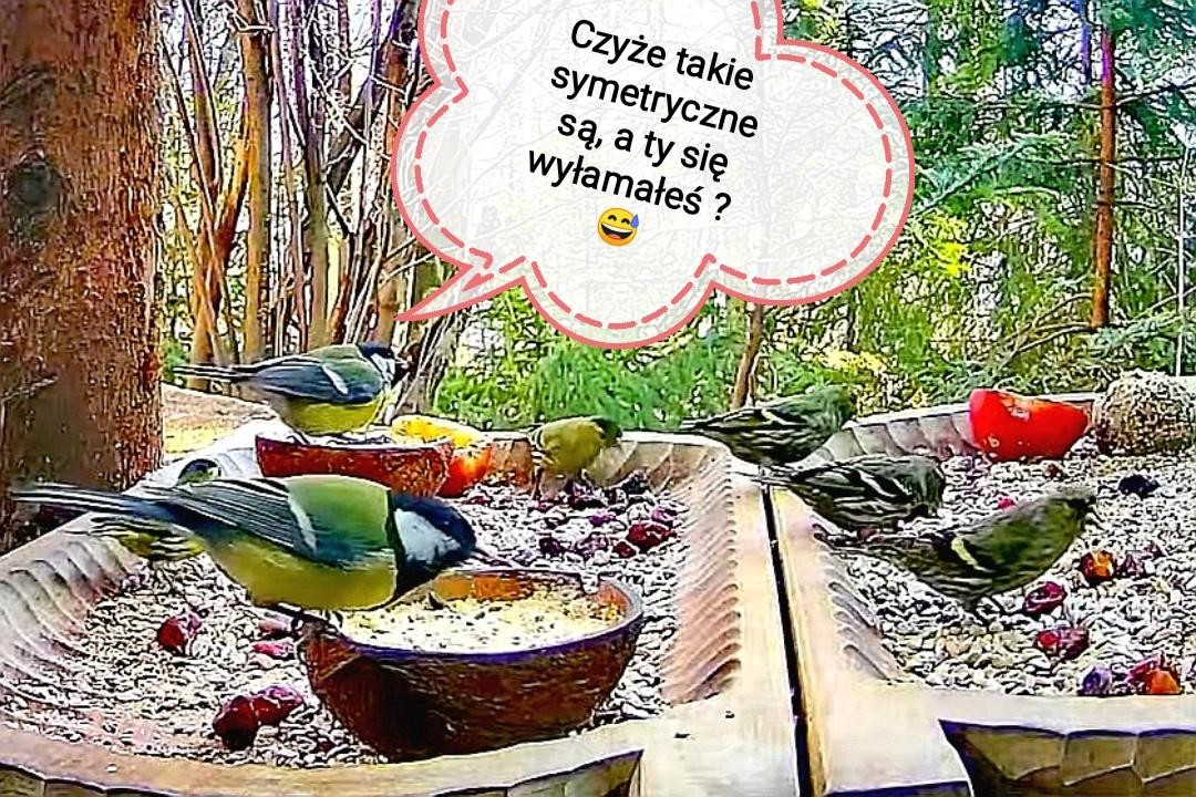 livebirdspoland_d82ee964ba7ef47cc319ead7d2affbe0.jpg