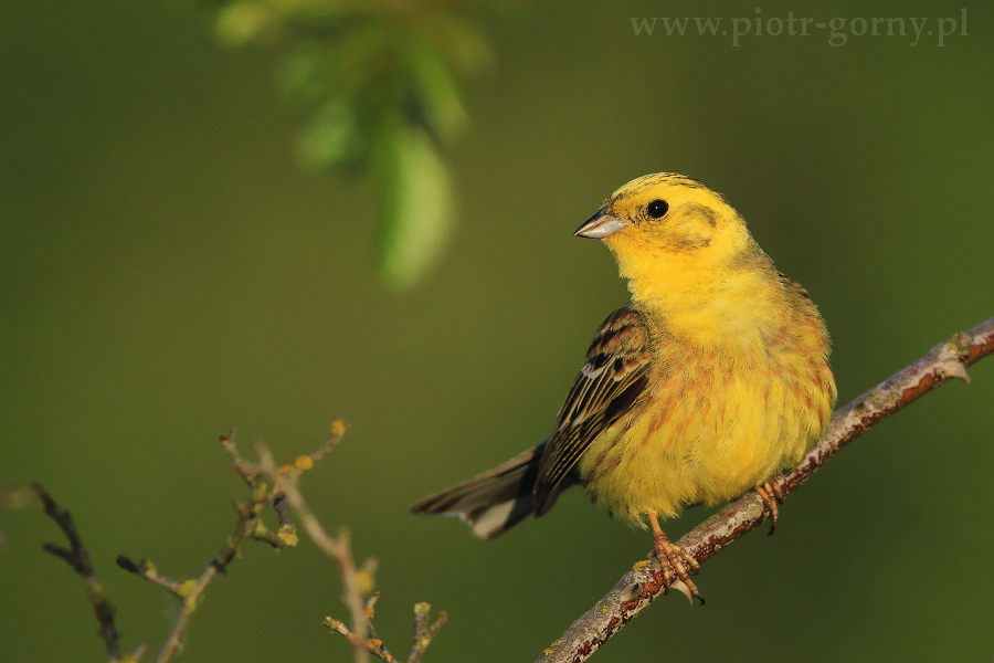 livebirdspoland_6cd681027f6d368fbe4398b17d03359c.png