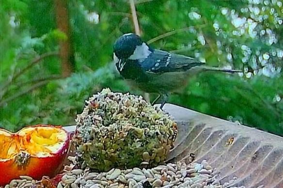livebirdspoland_81b561db23fa3f2b59ca7765a7b40dd8.jpg